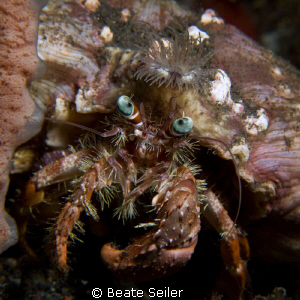 Hermit crab ,taken with Canon G10 and UCL165 
 by Beate Seiler 